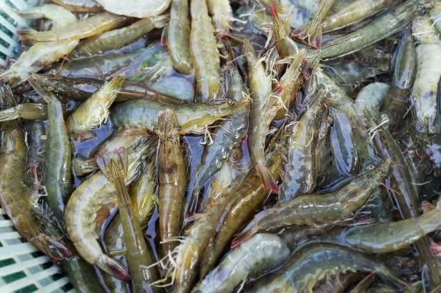 養(yǎng)蝦廢水怎么處理效果好？解決方案！-1